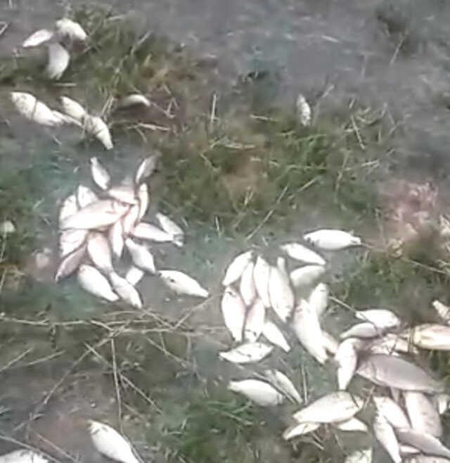 Malatya ve Elazığ şimdi de sel ile boğuşuyor! Dereler taştı, tarım arazileri sular altında kaldı