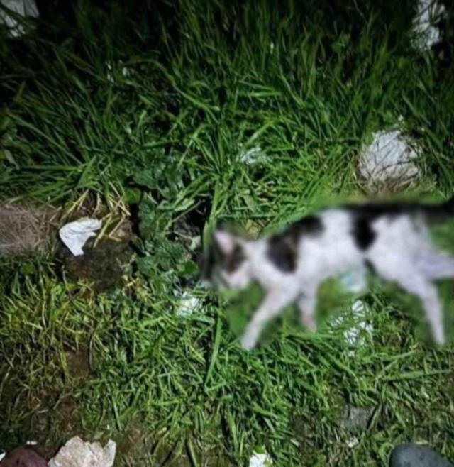 İzmir'de sokaktan kedileri toplayıp, evinde öldürdükten sonra bahçeye atan cani yakalandı