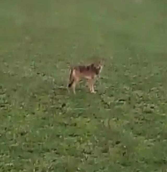 Vatandaşlar diken üstünde! Köye kadar inen kurtlar, koyun sürülerine saldırmaya başladı