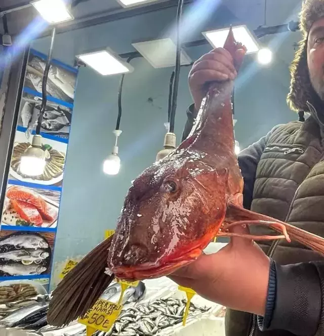 Nesli tükenmekte olan kırlangıç balığı Ordu'da yakalandı! 4 kiloluk balık 800 liraya alıcısını bekliyor