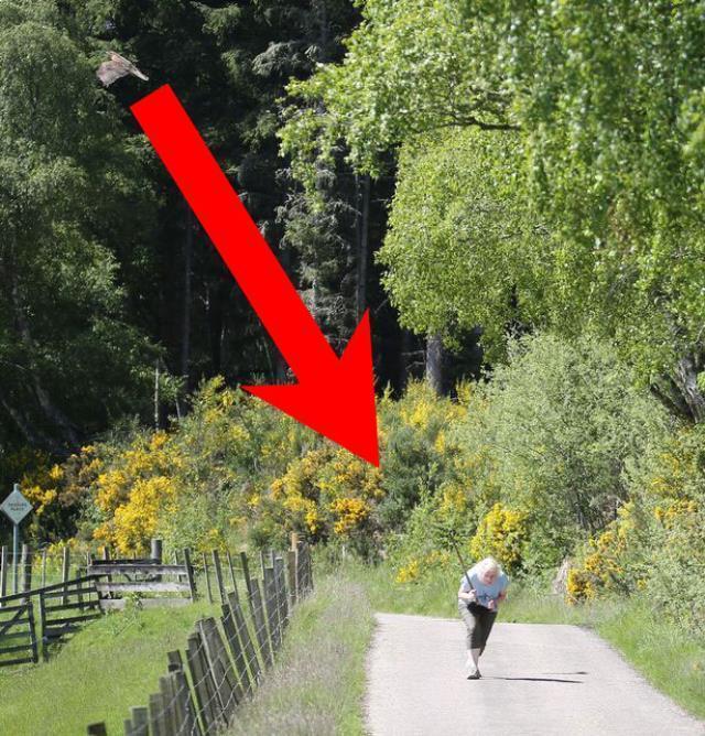 Koca bir köy geceleri katil kuş yüzünden uyuyamıyor! İrtifasını alçaltıp, sarışın kadınları hedef alıyor