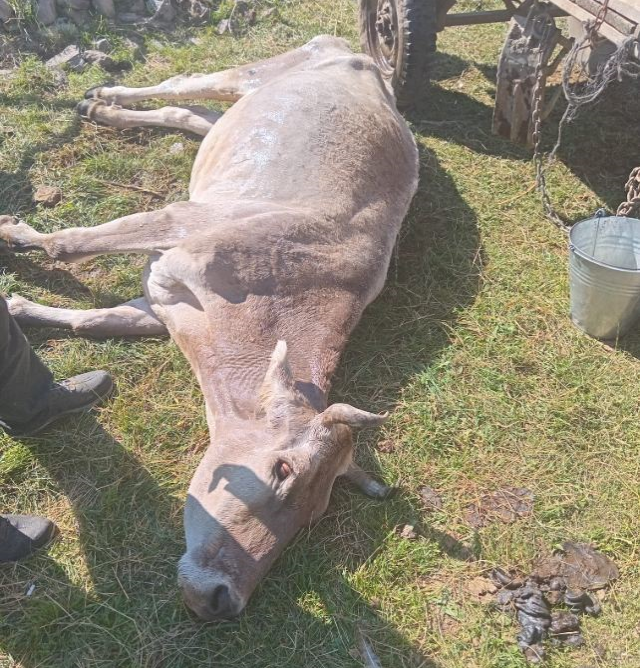 Ardahan'da ölen hayvan sayısı korkunç boyutlara ulaştı