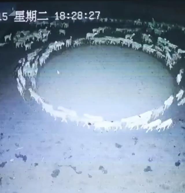 12 gün boyunca dönen koyunlarla ilgili bilim insanından dikkat çeken tespit! Gizem giderek çözülüyor 12 gün boyunca dönen koyunlarla ilgili bilim insanından dikkat çeken tespit! Gizem giderek çözülüyor