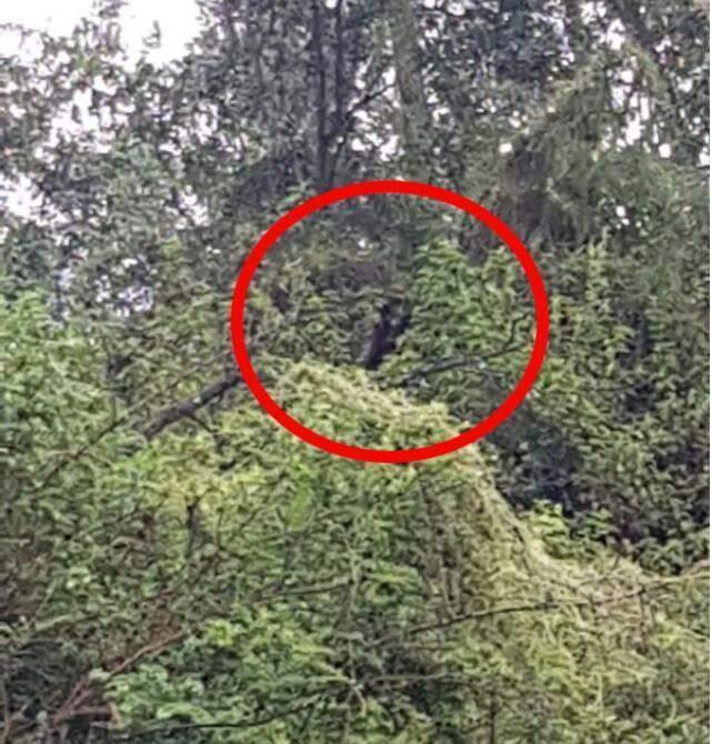 Köylüler yarı insan yarı köpek yüzünden ormana giremiyor! İşte bugüne kadarki en net fotoğrafı