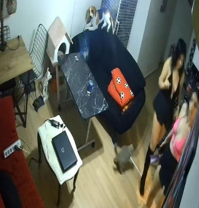 Dekolteli kedi hırsızlarına verilen ceza, ev sahibini şok etti