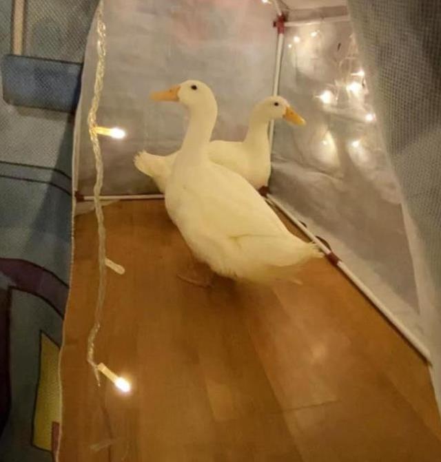 Bahçeşehir'deki ördekleri çantasına koydukları iddia edilen kadın yaşananları anlattı