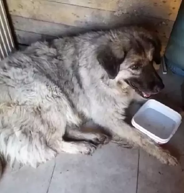 Kamyonetiyle yolunu değiştirerek, yerde yatan köpeği ezdi