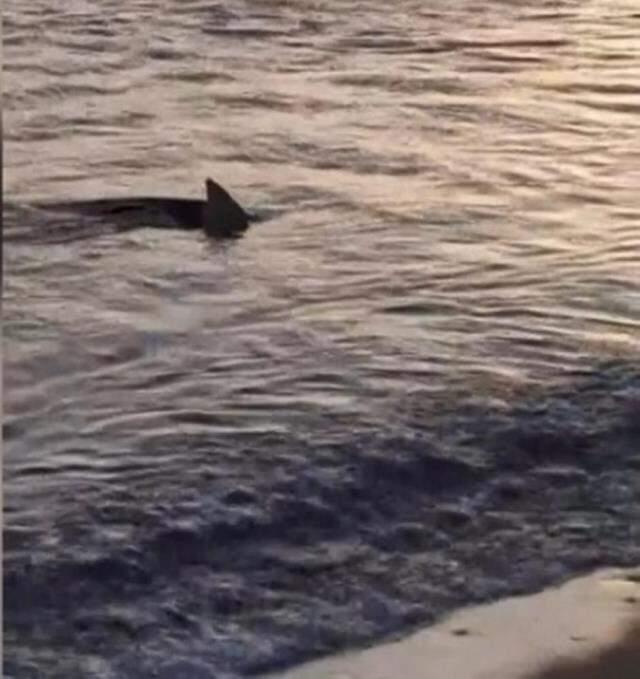 Muğla'da kıyıya 3 metre mesafede köpek balıkları görüntülendi