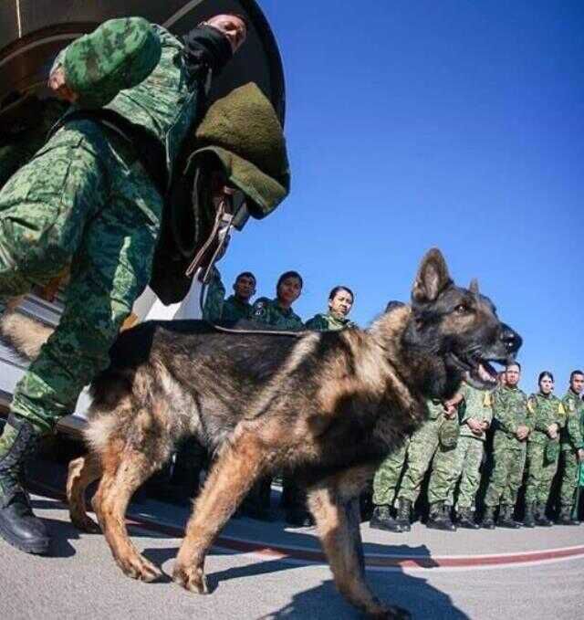 Proteo neden öldü? Proteo nedir, kimdir? arama-kurtarma köpeğinin ölüm sebebi ne?
