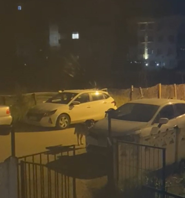 Yalova'da Sokak Köpekleri Park Halindeki Araçları Paramparça Etti