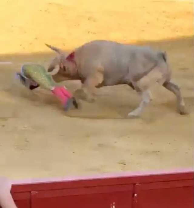 Boğanın güreş sırasında boynuzunu anüsüne sapladığı matador ağır yaralandı