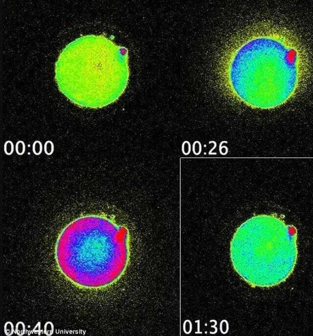 Hepimizin hayatı böyle başladı! Spermle yumurtanın birleştiği anda çıkan ışık ilk kez yakalandı