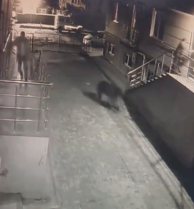 Sitenin bahçesine giren ayı kamerada