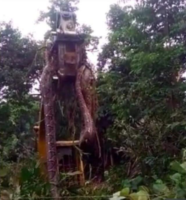 Orman içerisinde çalılıkların arasından dünyanın en devasa yılanı çıktı! Gören adamın dili tutuldu