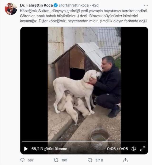 Bakan Koca'dan içleri ısıtan paylaşım! Köpeği Sultan ve yavrularının videosunu yayınladı