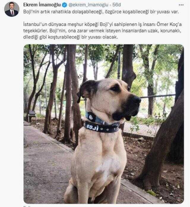 Toplu ulaşımdaki yolculuklarıyla ünlenen köpek Boji, iş insanı Ömer Koç tarafından sahiplenildi