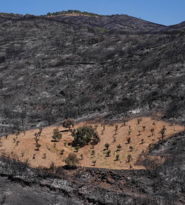 İzmir-Ödemiş'te küle dönmüş alanın ortasındaki zeytinlik, yangından etkilenmedi