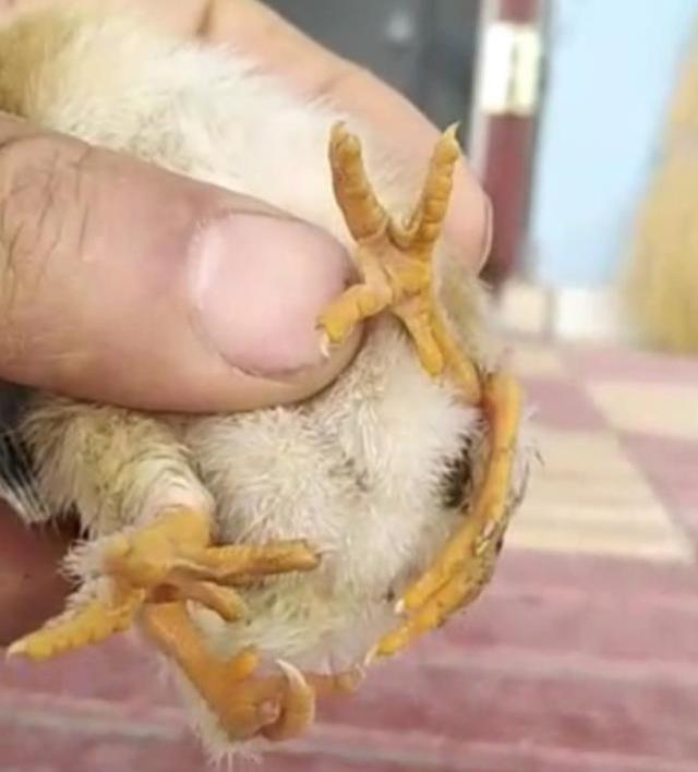 Yumurtadan 4 ayaklı civciv çıktı