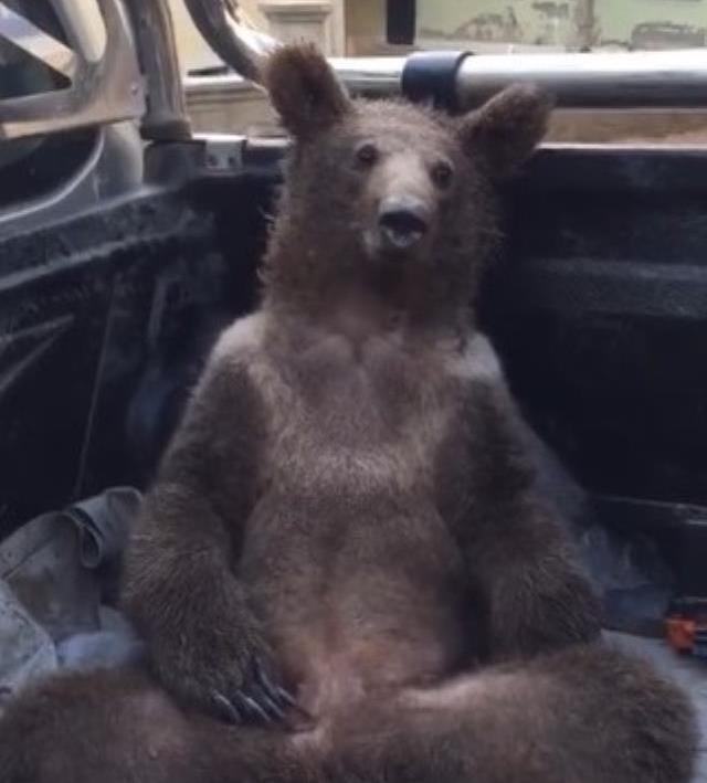 Acı bal yiyerek baygınlık geçiren ayının adı 'Balkız' oldu