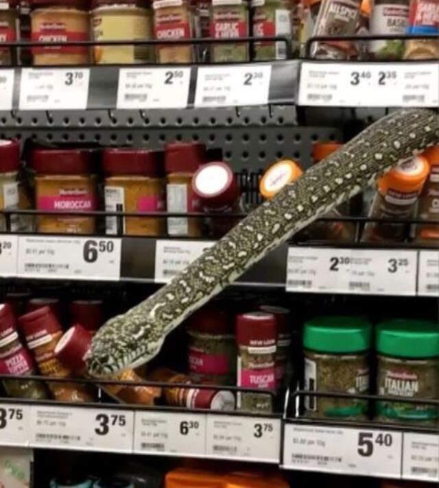 Alışveriş yaparken raftan 3 metrelik yılan çıktı! Süpermarket tahliye edildi