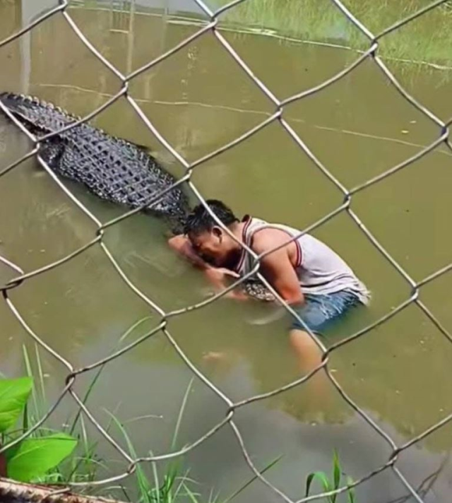 Heykel sandığı gerçek timsahın saldırısına uğrayan turist ağır yaralandı