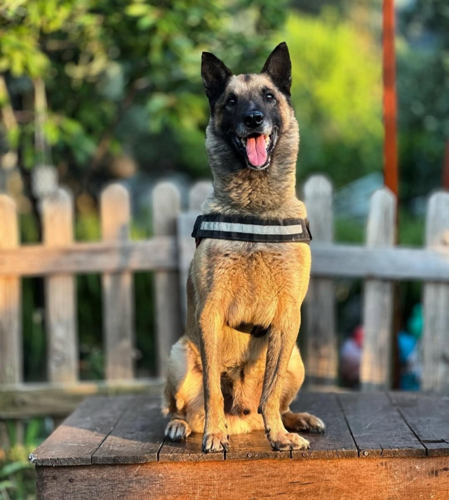 Kahraman köpek 'Bob' hayatını kaybetti
