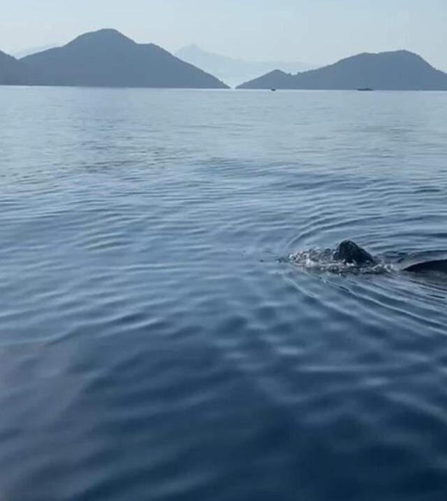 Okyanuslarda yaşayan deri sırtlı deniz kaplumbağası Türkiye'de ilk kez görüntülendi
