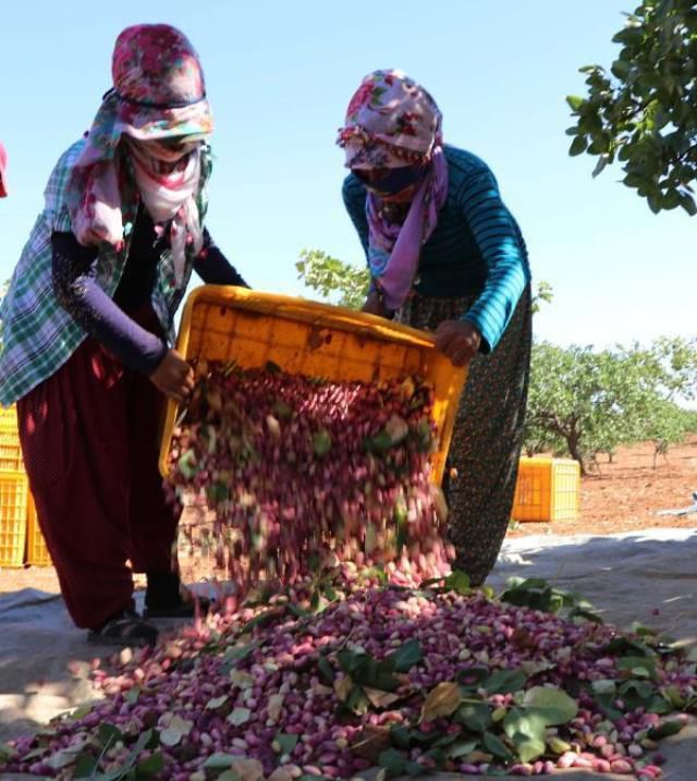 Antep fıstığı kilosu ne kadar 2022? Antep fıstığı fiyatları ne kadar? 1 kg antep fıstığı ne kadar?