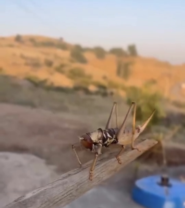 Batman'da 20 santim uzunluğunda etçil çekirge görüldü