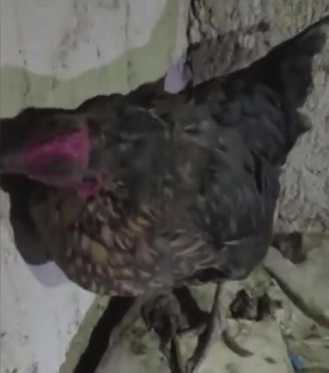 Kümesteki tavuğu kaldıran polis ekipleri yumurtanın yerinde uyuşturucu buldu! 2 kişi tutuklandı