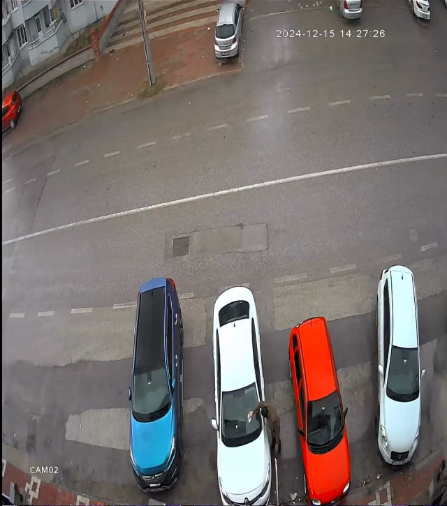 Komşularını canından bezdirdi