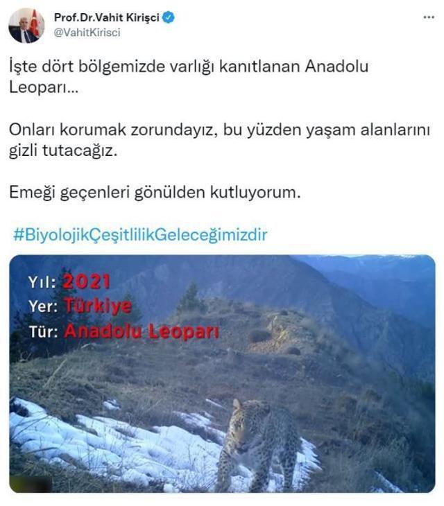 Görüntü Türkiye'den! Neslinin yok olduğu düşünülen Anadolu leoparı yıllar sonra yeniden görüldü