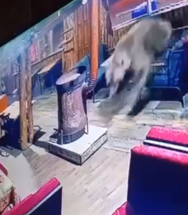 Uludağ'da Ayı İşletmeye Girdi, Masaları Devirdi
