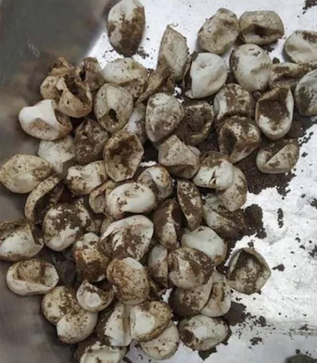 Evinin banyosunda 60 yılanla birden karşılaşan adamın aklı yerinden oynadı