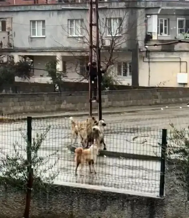Sokak köpeklerinden korkup, elektrik direğine tırmandı! Küçük çocuğun korku dolu anları kamerada