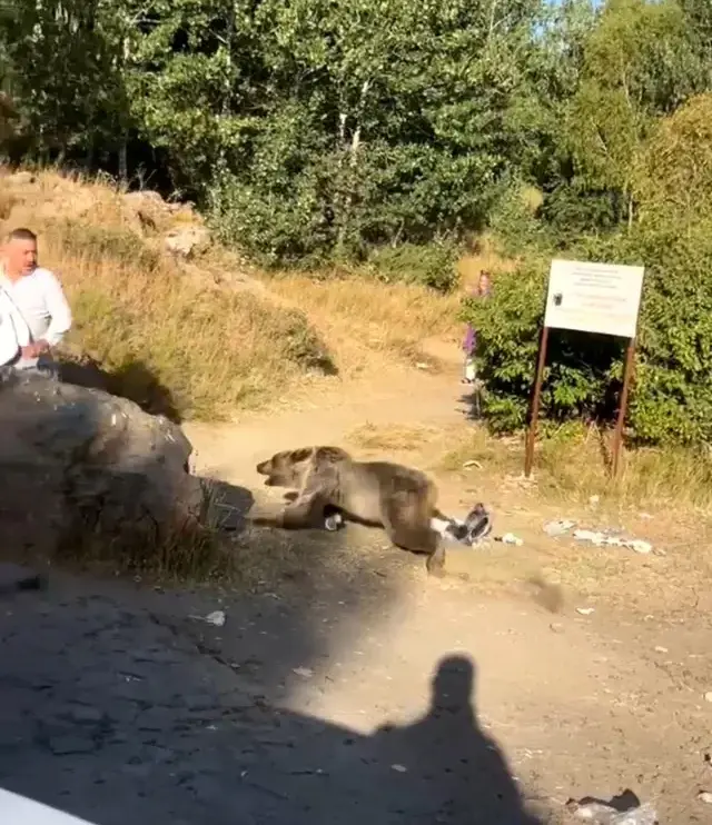 Aile, ayının saldırısına uğradı.