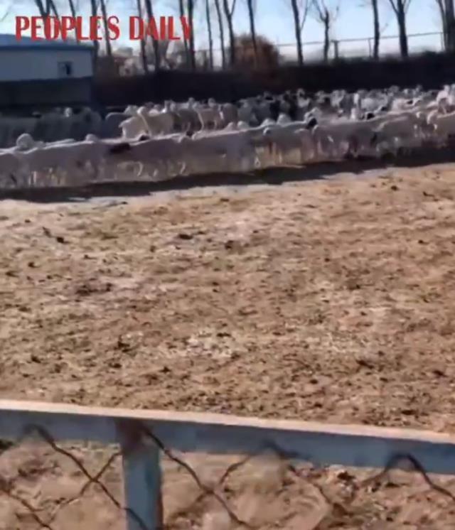 12 gün boyunca dönen koyunlarla ilgili bilim insanından dikkat çeken tespit! Gizem giderek çözülüyor 12 gün boyunca dönen koyunlarla ilgili bilim insanından dikkat çeken tespit! Gizem giderek çözülüyor