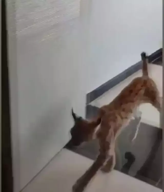 Türkiye'nin her yerinde aranan hırçın vaşak, sürücü kursunun mutfağında ortaya çıktı