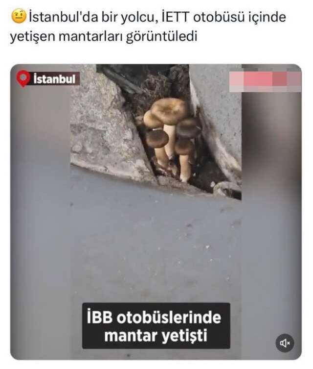 Videonun İETT otobüsünün içinde mantar yetiştiğini gösterdiği iddiası