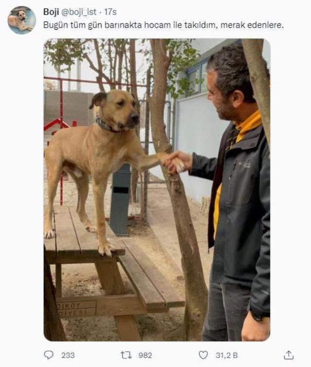 Köpek Boji'ye kumpas kuran kişiye suç duyurusunda bulunulacak