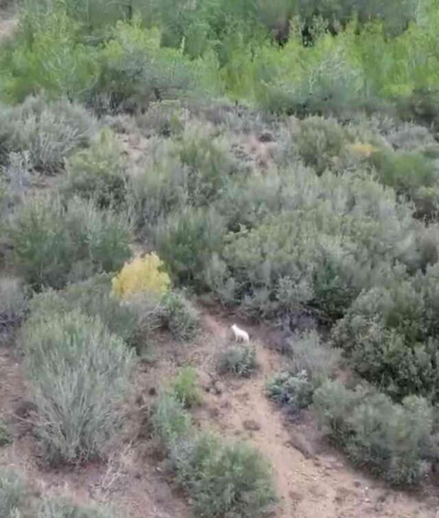 Tarım ve Orman Bakanı Yumaklı, Albino Çakal'ın görüntülerini paylaştı