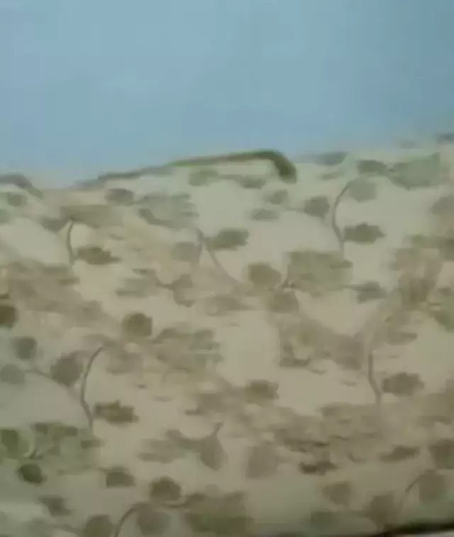 Yılan Korkusu Bataklı Köyü Ailesini Zorluyor