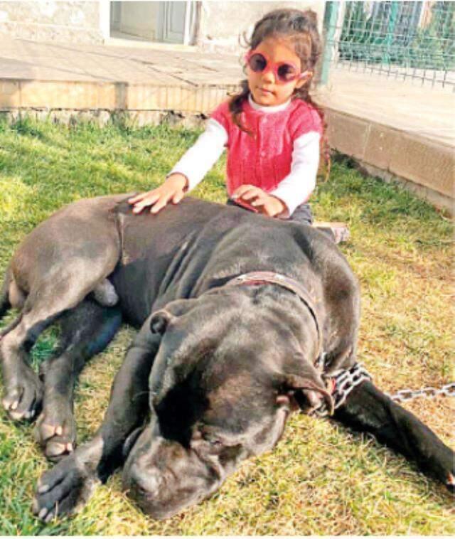 Minik Asiye'nin saldırıdan dakikalar önceki görüntüleri ortaya çıktı! Köpeklere sarılıp böyle oynamış