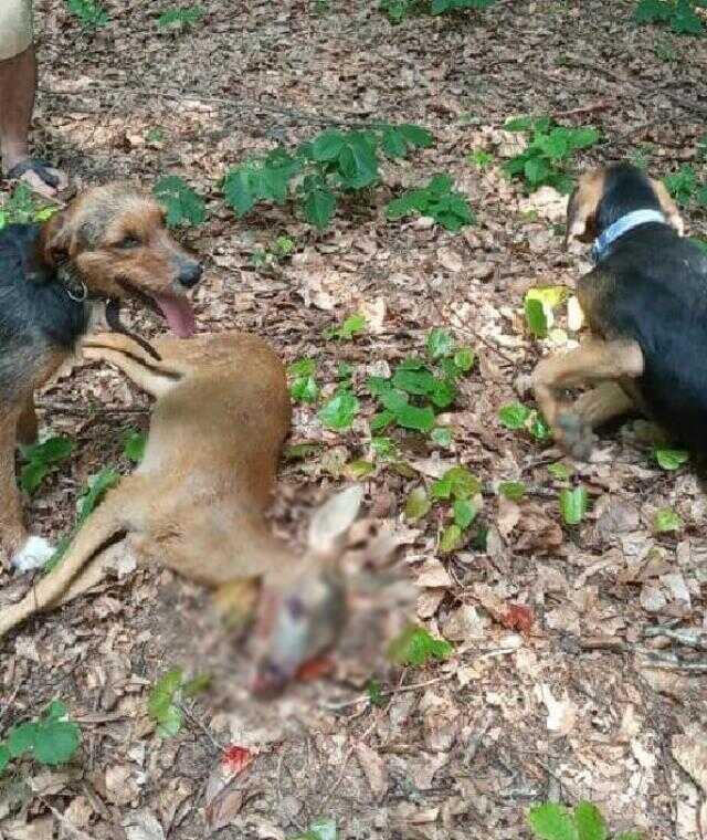 Yasağa rağmen avlanıp, sosyal medyada paylaştı; ceza kesildi
