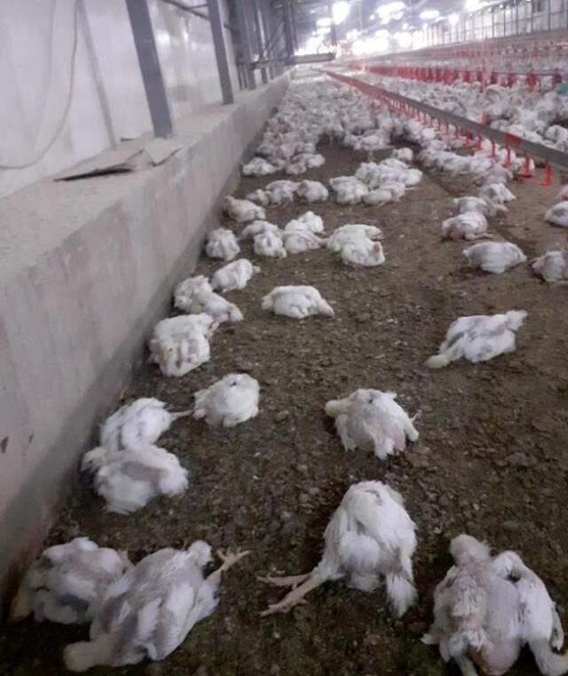 Elektrik kesintileri binlerce tavuğun telef olmasına neden oldu