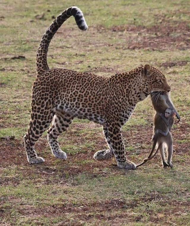Gündeme oturan kare! Leoparın avladığı annesine sımsıkı sarılan yavru maymunun korkunç sonu