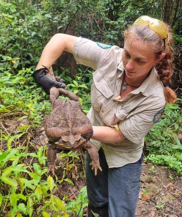 Avustralya'da 2.7 kiloluk dev kurbağa bulundu
