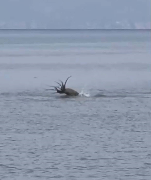 Çeşme'de Akdeniz foku, avladığı ahtapotu yerken görüntülendi