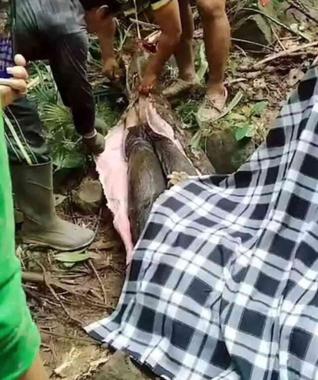 Endonezya'da kayıp 4 çocuk annesi kadın,6 metre uzunluğundaki piton yılanının karnında bulundu