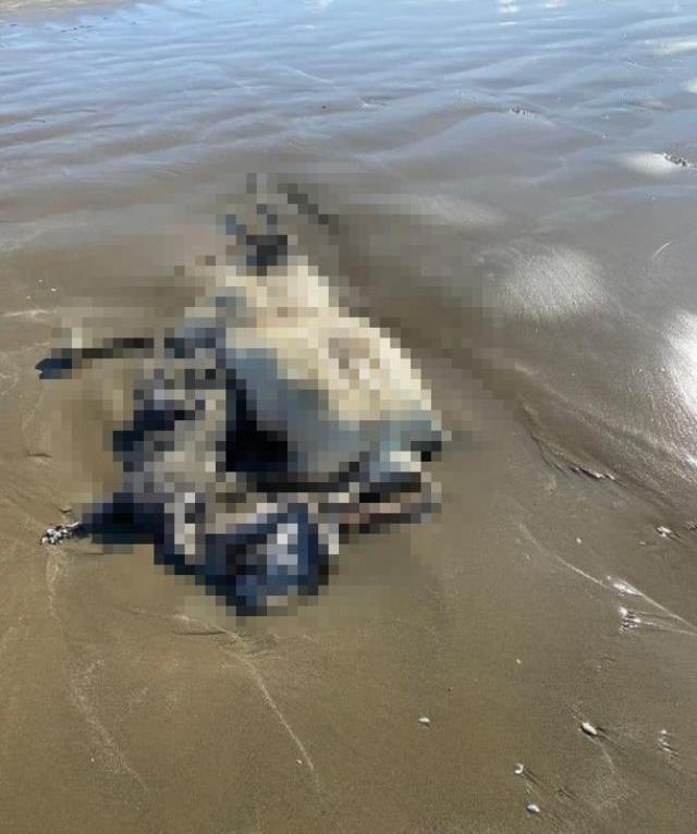 Vücudunun büyük kısmı çürümüş başsız ceset sahile vurdu